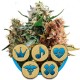 Medical mix - Royal Queen Seeds